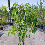 Moruša biela (Morus alba) ´ALBA PENDULA´ - výška 120-140 cm, obvod kmeňa 8/10 cm, kont. C20L/C25L - čierne plody 